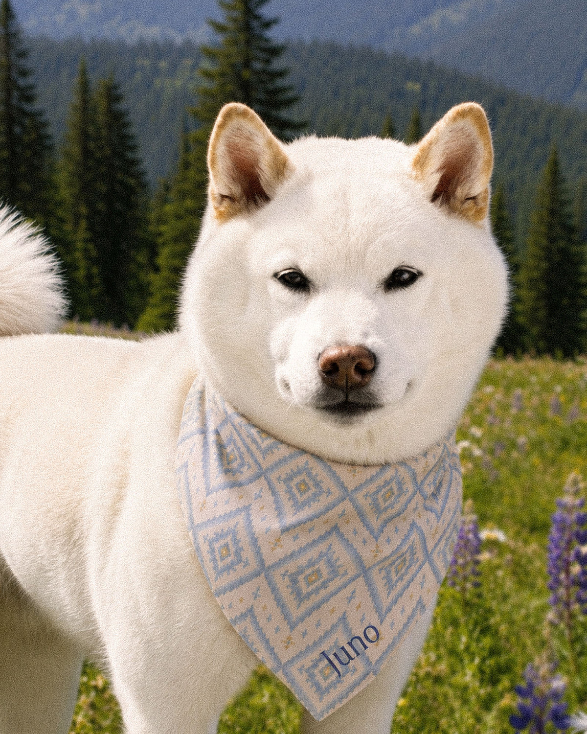 A white Shiba Inu wears the bandana knotted at the neck, standing square to the camera in an alpine meadow of purple lupines, with conifers and a mountain slope behind. The bandana is cream, printed with dusty blue ikat diamonds picked out with gold and small cross motifs, with the sample name Juno printed near the lower point.