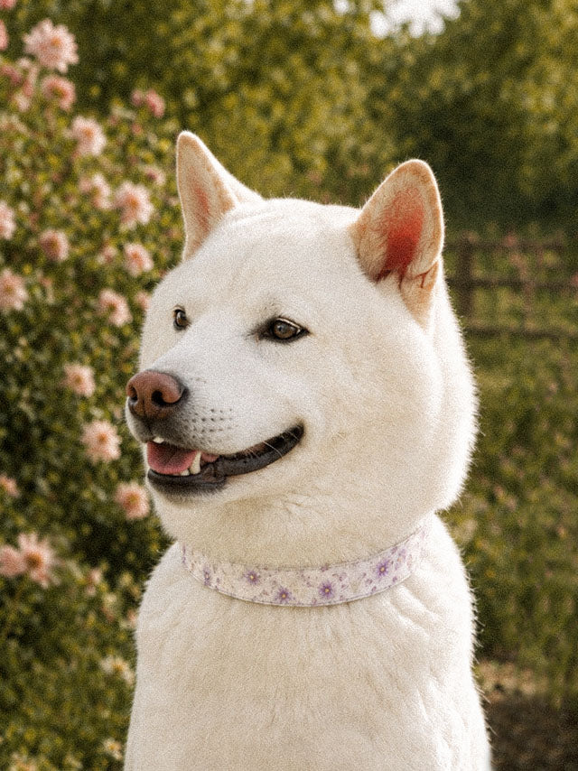 A white Shiba Inu wears the collar, photographed head and shoulders beside blossom bushes and a fence. The strap is white, printed with lavender and mauve blooms on slender stems, fastened with a slim black buckle at the throat.
