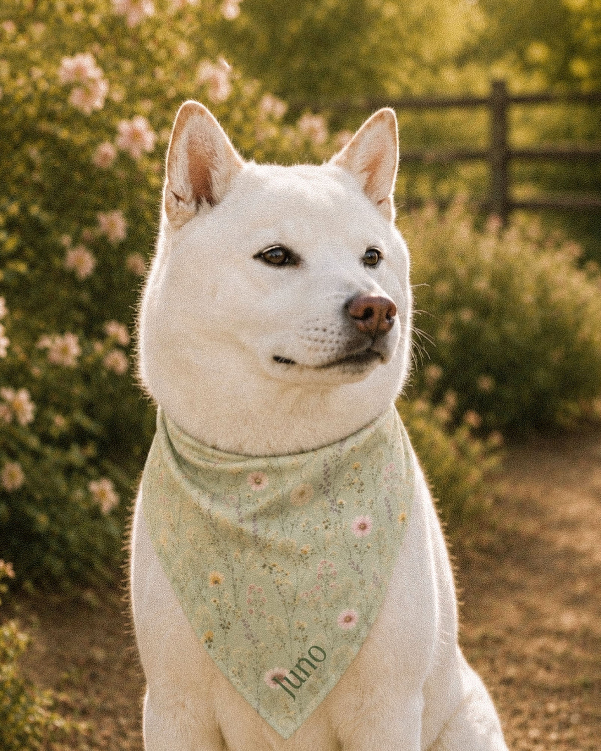 A white Shiba Inu wears the bandana knotted at the neck, seated on an autumn path beside a wooden fence. The bandana is sage green, printed with small white, pink and yellow blooms on fine stems, with the sample name Juno printed near the lower point.