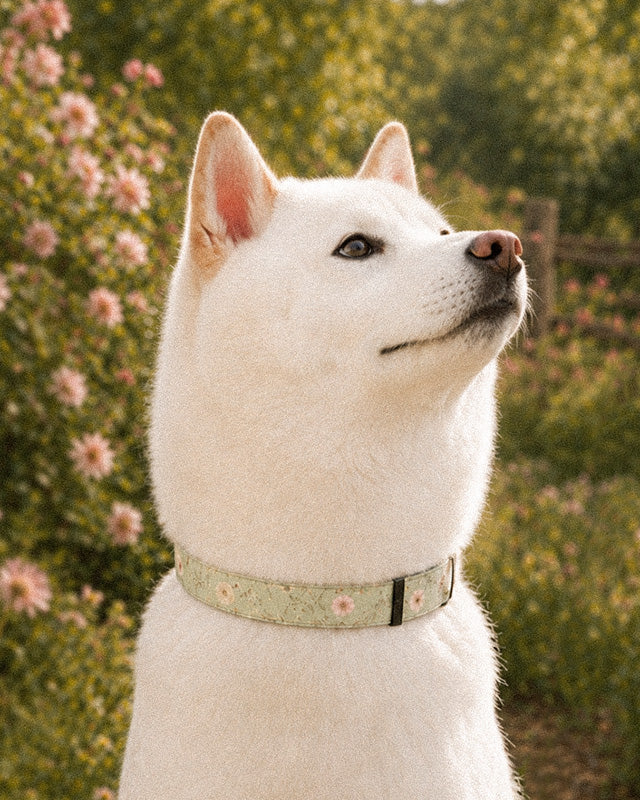 A white Shiba Inu wears the collar, photographed head and shoulders beside blossom bushes and a fence. The strap is sage green, printed with small white, pink and yellow blooms on fine stems, fastened with a slim black buckle at the throat.