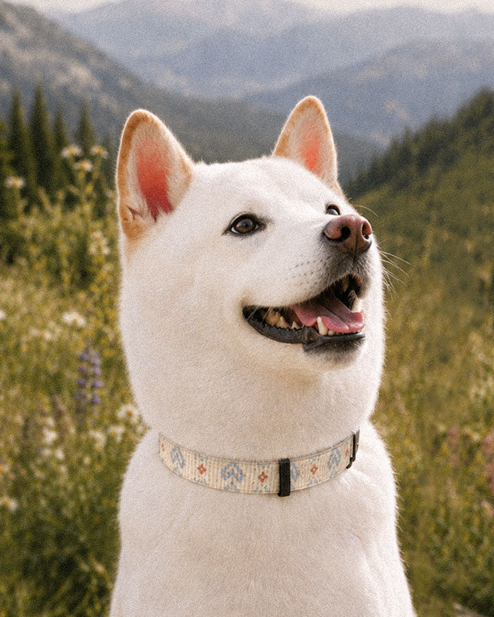 A white Shiba Inu wears the collar, photographed head and shoulders in a mountain valley scattered with wildflowers. The strap is cream, printed with dusty blue zigzag chevrons and stepped diamond motifs with small rust accents, fastened with a slim black buckle at the throat.
