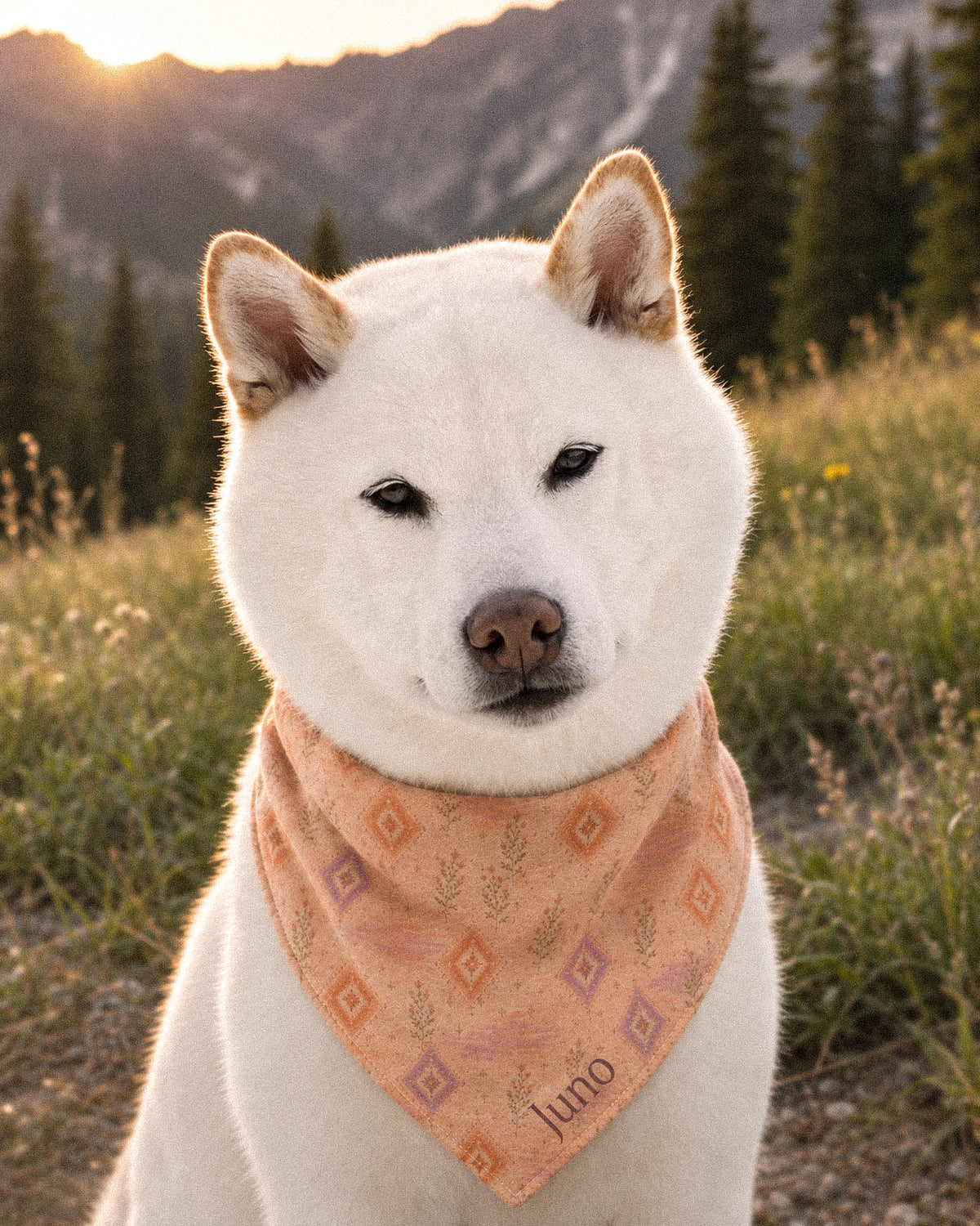 A white Shiba Inu wears the bandana knotted at the neck, facing the camera in a dry golden meadow at sunset, mountains behind. The bandana is an apricot and peach wash set with cream diamond medallions and fine sprigs, with the sample name Juno printed near the lower point.