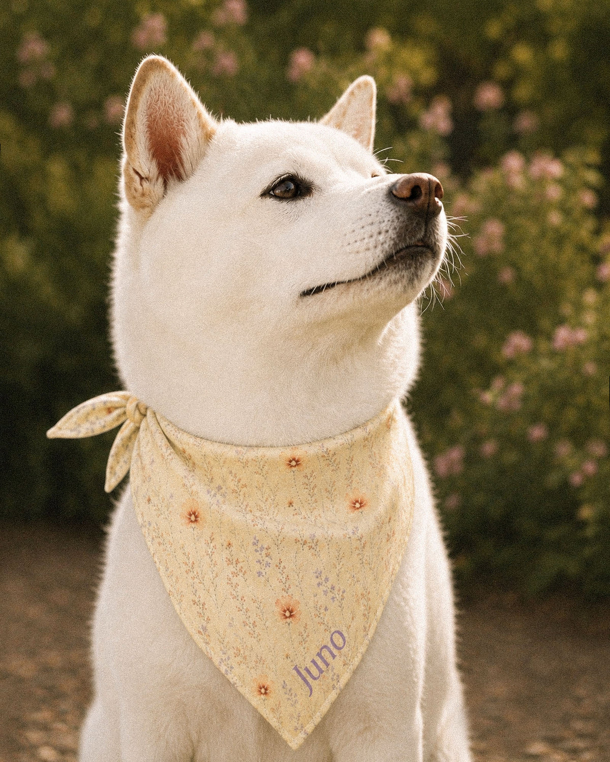 A white Shiba Inu wears the bandana knotted at the neck, looking up beside rose bushes on a sunlit path. The bandana is soft butter-cream, printed with small apricot and coral blooms among fine sage stems, with the sample name Juno printed near the lower point.
