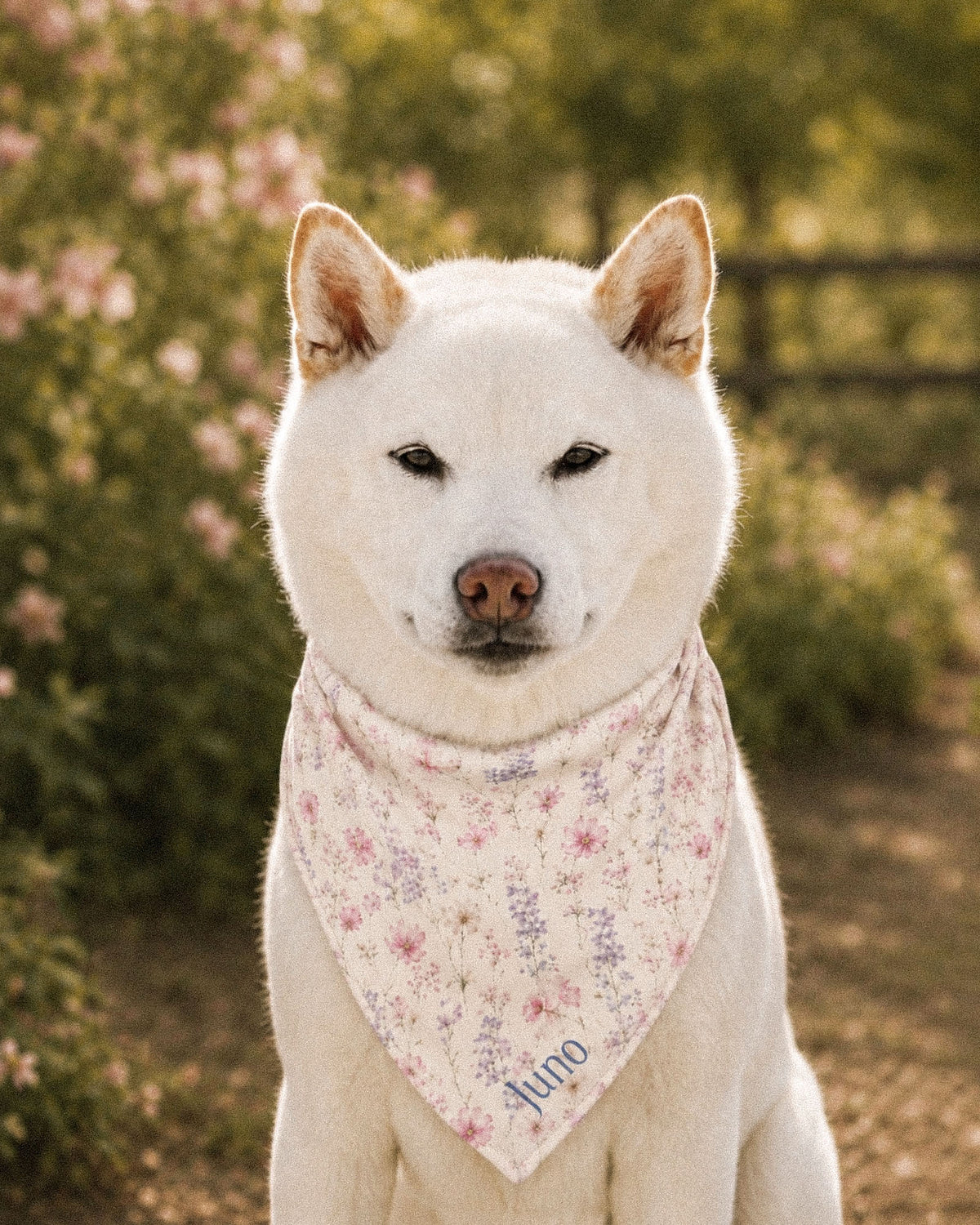 A white Shiba Inu wears the bandana knotted at the neck, seated square to the camera among blossom trees, a wooden fence behind. The bandana is white, densely printed with pink, lilac and periwinkle wildflowers, with the sample name Juno printed near the lower point.