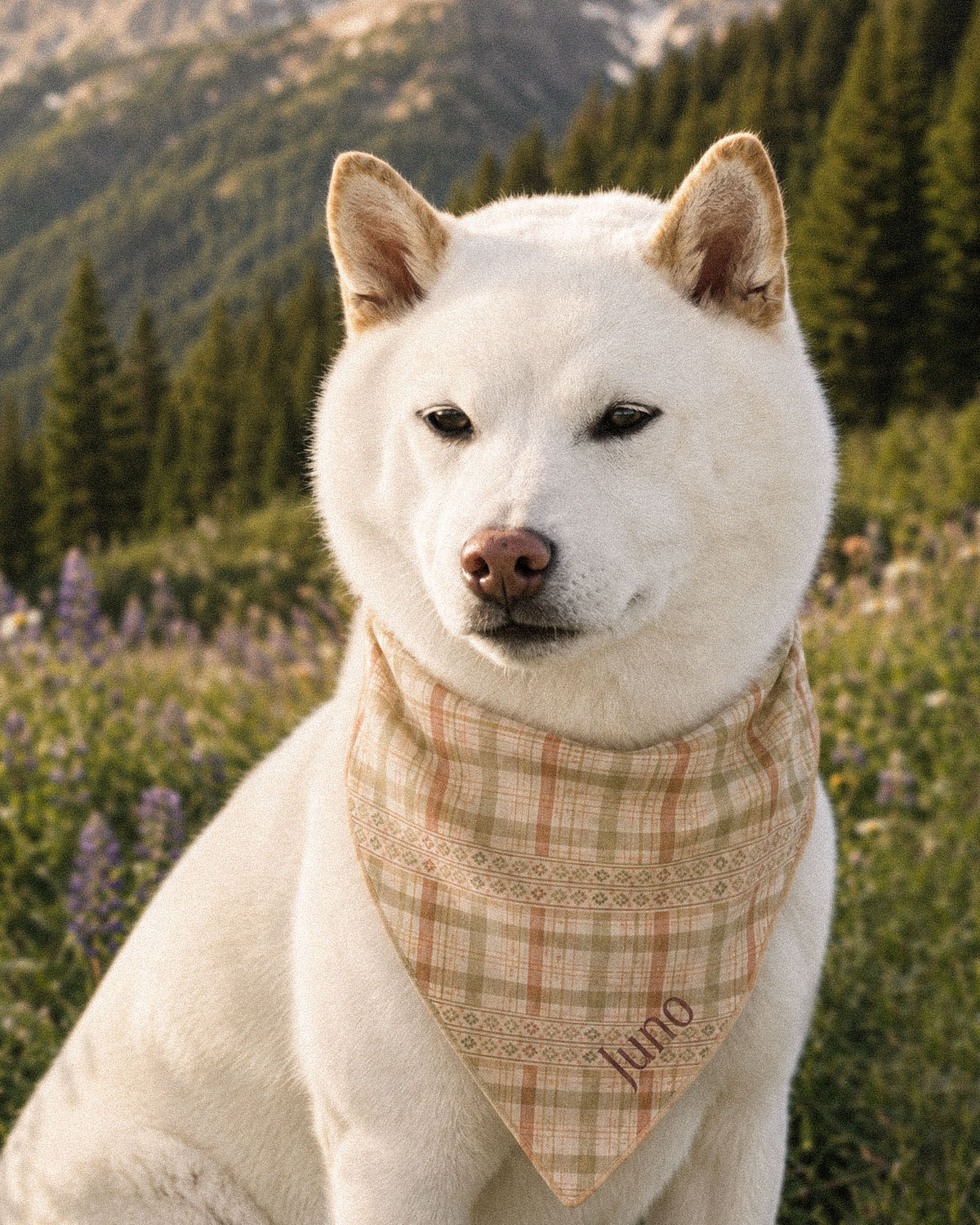 A white Shiba Inu wears the bandana knotted at the neck, facing the camera in a meadow of lupines, conifers behind. The bandana is a sage, gold and apricot plaid on cream, banded with rows of small motifs, with the sample name Juno printed near the lower point.