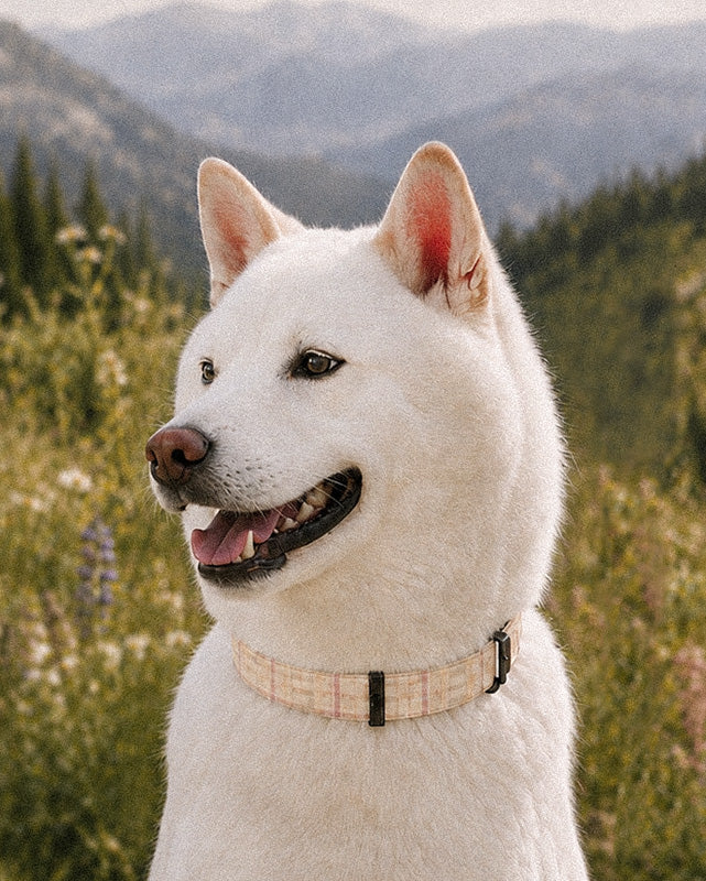 A white Shiba Inu wears the collar, photographed head and shoulders in a mountain valley among conifers. The strap is a cream plaid crossed by apricot, rose and sage lines, fastened with a slim black buckle at the throat.