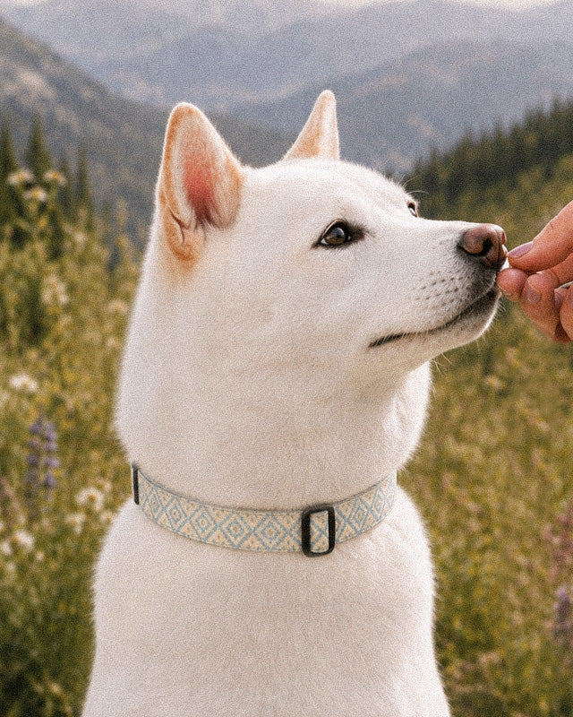 A white Shiba Inu wears the collar, photographed head and shoulders taking a treat from a hand, a mountain valley behind. The strap is cream, printed with dusty blue ikat diamonds picked out with gold and small cross motifs, fastened with a slim black buckle at the throat.