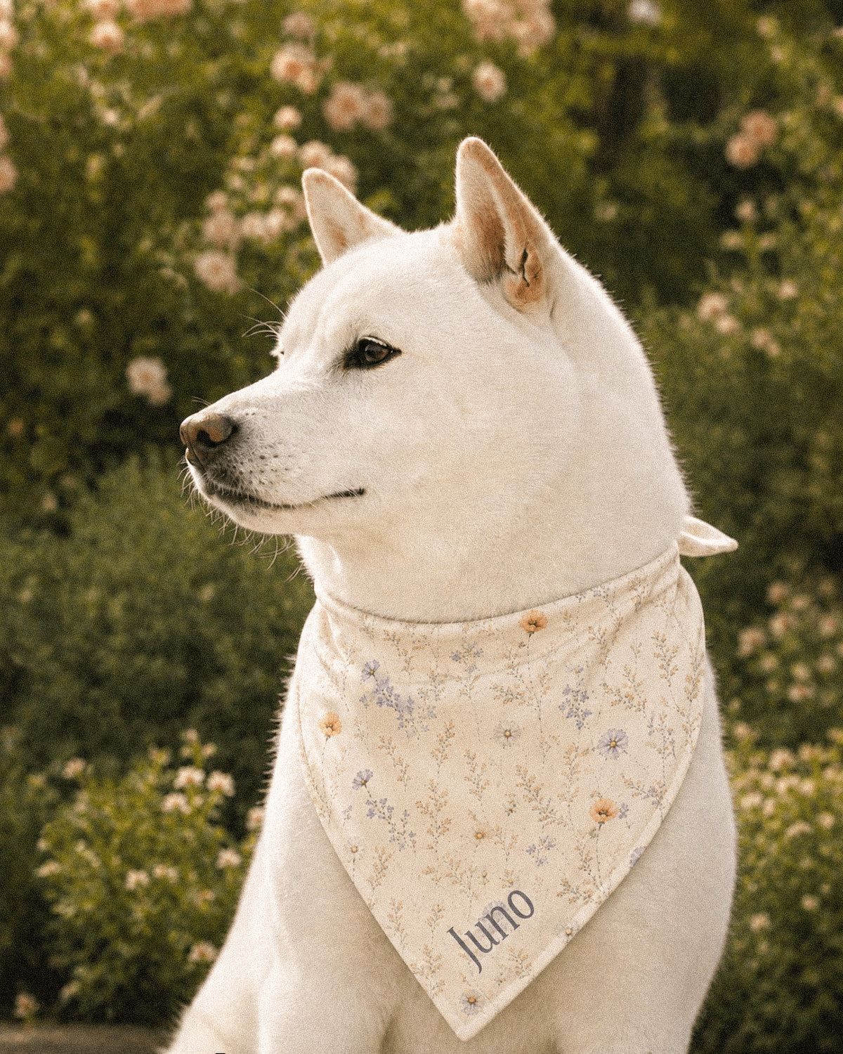 A white Shiba Inu wears the bandana knotted at the neck, in profile against pale pink rose bushes. The bandana is white, printed with small apricot poppies and lilac and periwinkle wildflowers on fine stems, with the sample name Juno printed near the lower point.