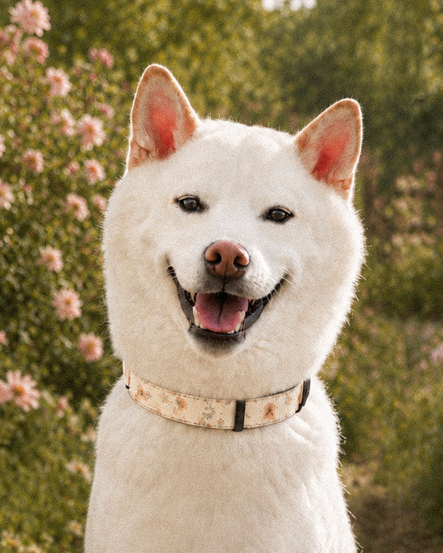 A white Shiba Inu wears the collar, photographed head and shoulders against pink blossom bushes on a green slope. The strap is white, printed with small apricot poppies and lilac and periwinkle wildflowers on fine stems, fastened with a slim black buckle at the throat.