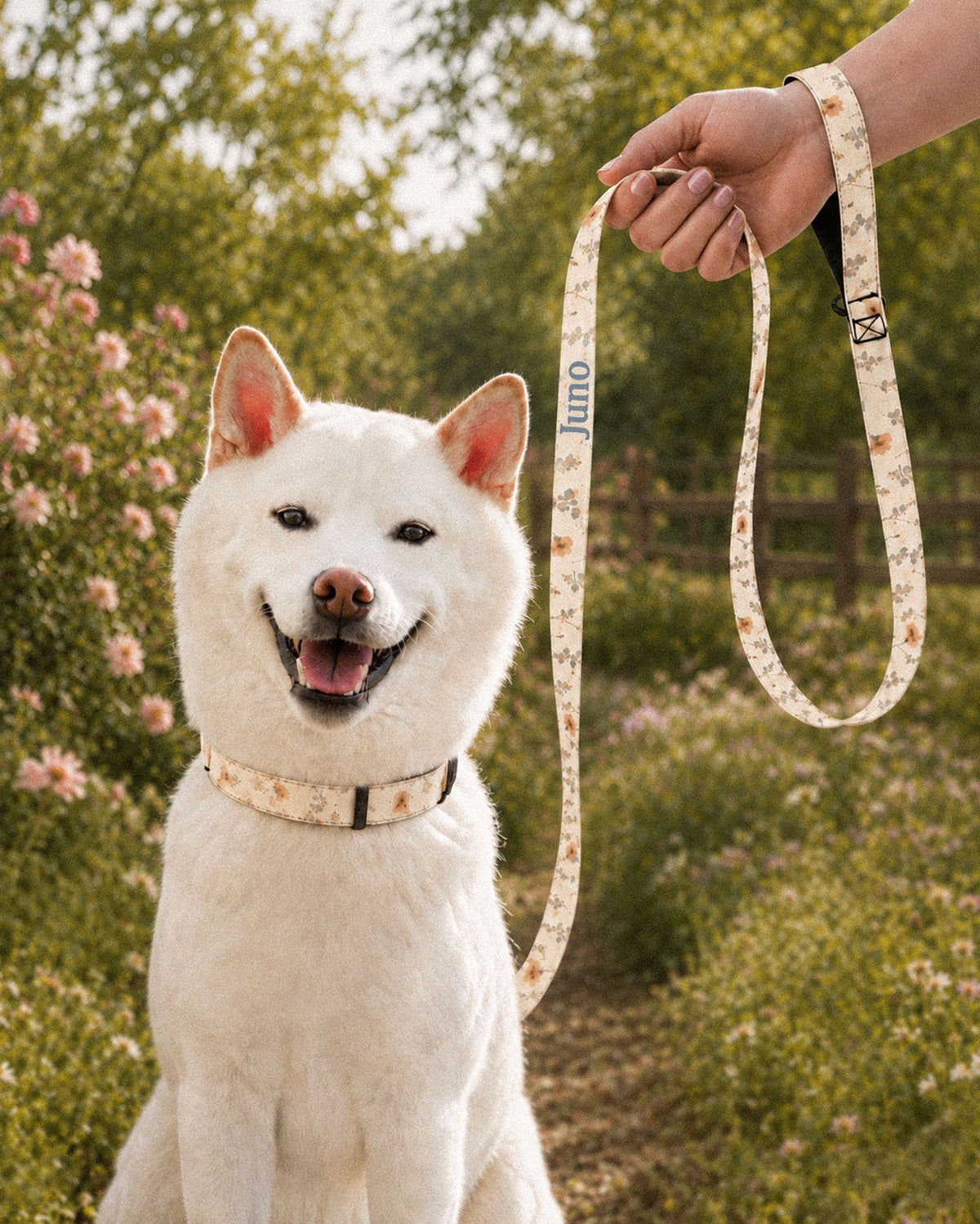 A white Shiba Inu sits on a sunlit path beside blossom bushes wearing a matching collar while a hand holds the looped leash beside it. The strap is white, printed with small apricot poppies and lilac and periwinkle wildflowers on fine stems, with the sample name Juno running down its length.
