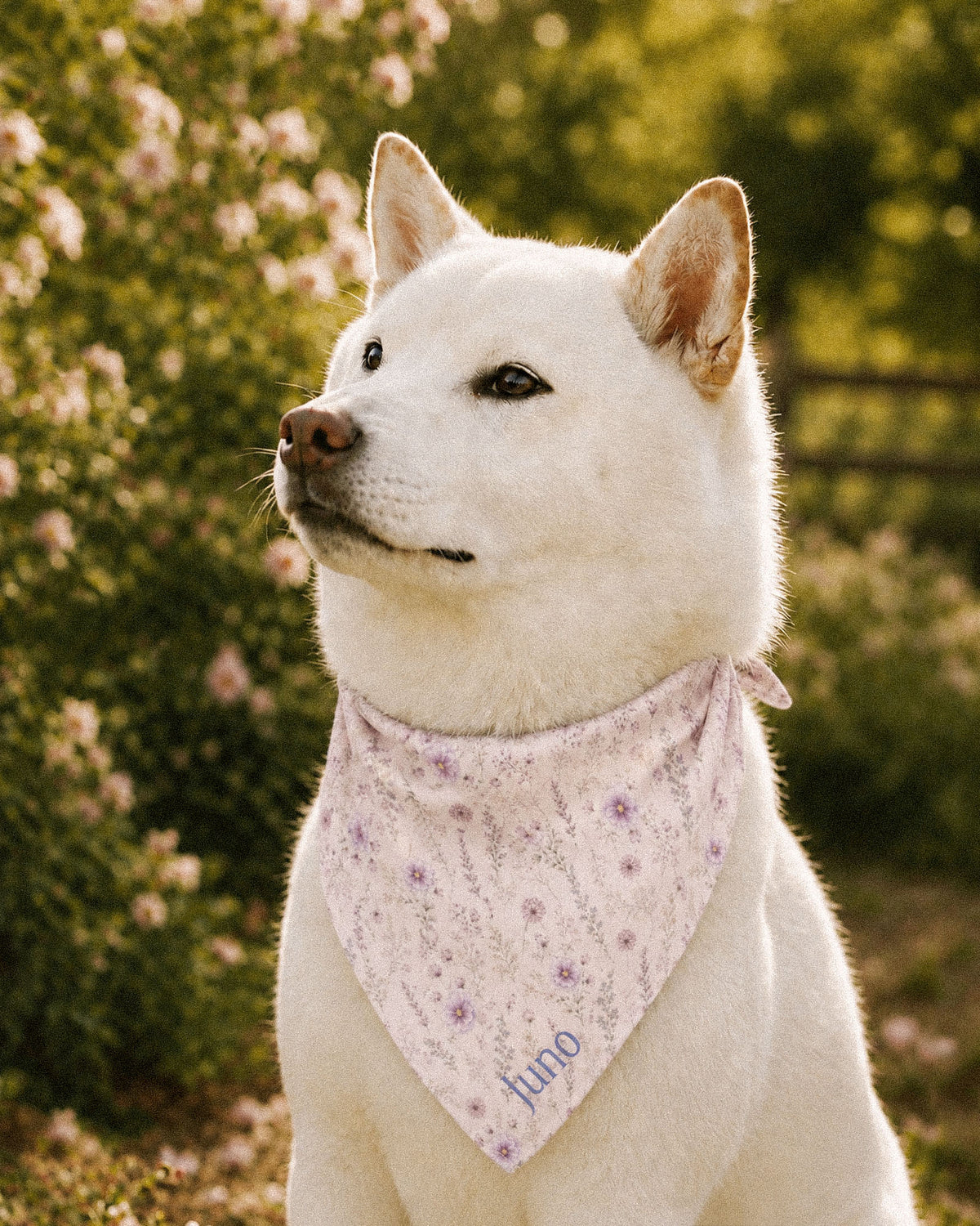 A white Shiba Inu wears the bandana knotted at the neck, in profile beside blossom bushes and a wooden fence. The bandana is white, printed with lavender and mauve blooms on slender stems, with the sample name Juno printed near the lower point.