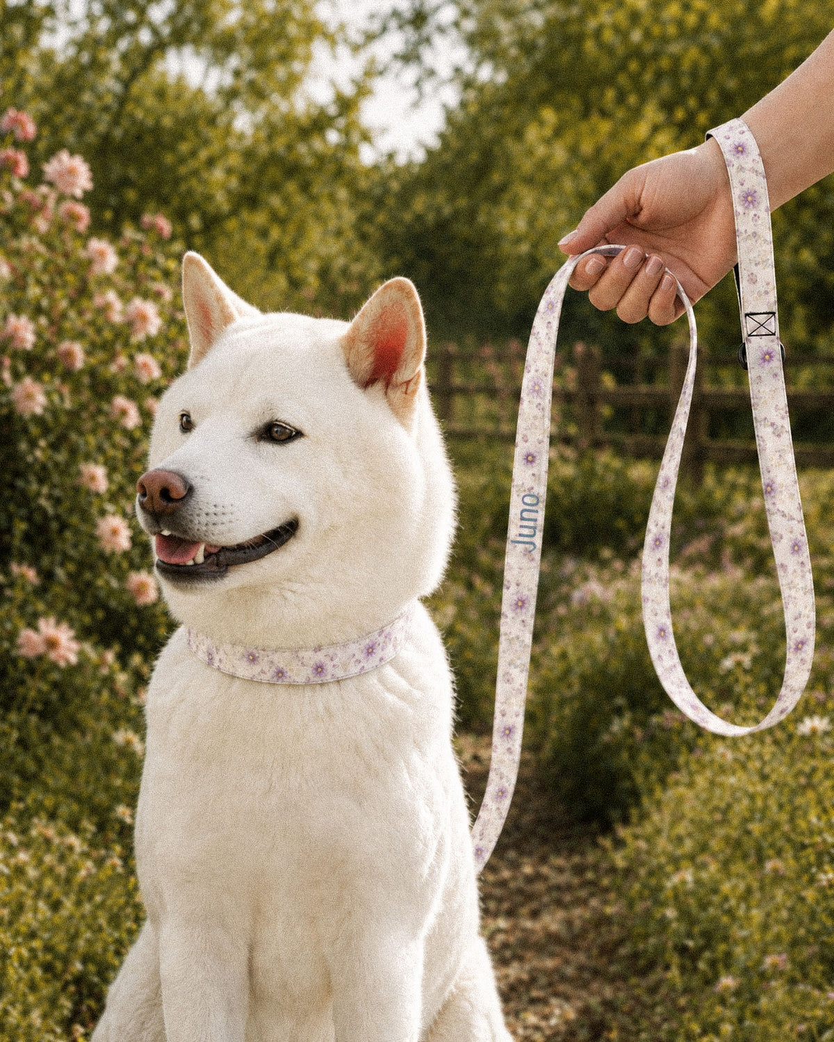A white Shiba Inu sits on a path beside blossom bushes and a fence wearing a matching collar while a hand holds the looped leash beside it. The strap is white, printed with lavender and mauve blooms on slender stems, with the sample name Juno running down its length.
