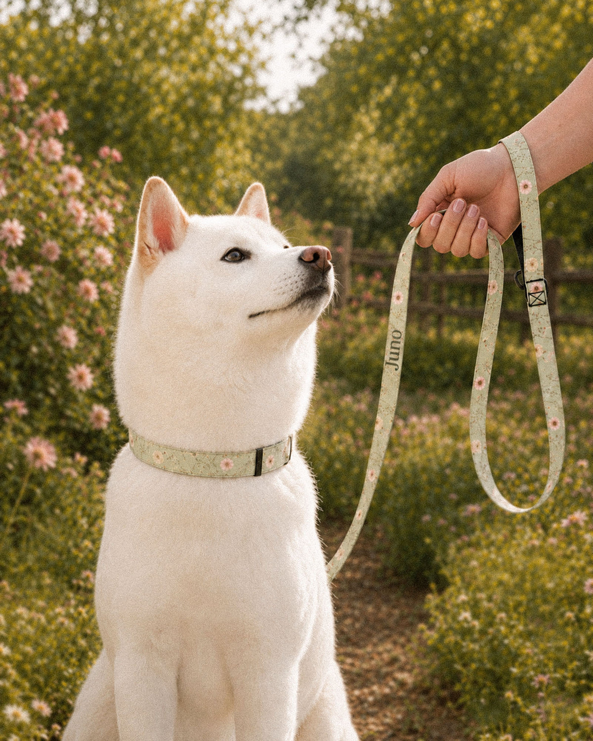 A white Shiba Inu sits on a path among greenery beside a fence wearing a matching collar while a hand holds the looped leash beside it. The strap is sage green, printed with small white, pink and yellow blooms on fine stems, with the sample name Juno running down its length.