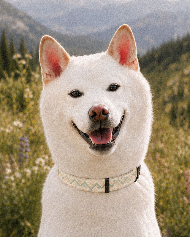 A white Shiba Inu wears the collar, photographed head and shoulders on a mountain slope among lupines. The strap is cream, banded with sage and apricot chevrons and diamond geometric motifs, fastened with a slim black buckle at the throat.