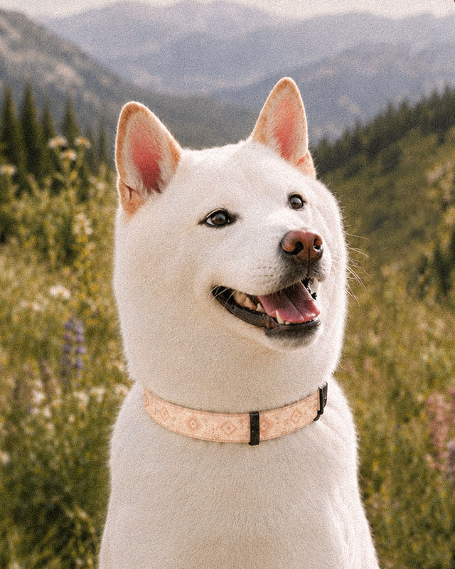 A white Shiba Inu wears the collar, photographed head and shoulders on a mountain slope among conifers. The strap is an apricot and peach wash set with cream diamond medallions and fine sprigs, fastened with a slim black buckle at the throat.
