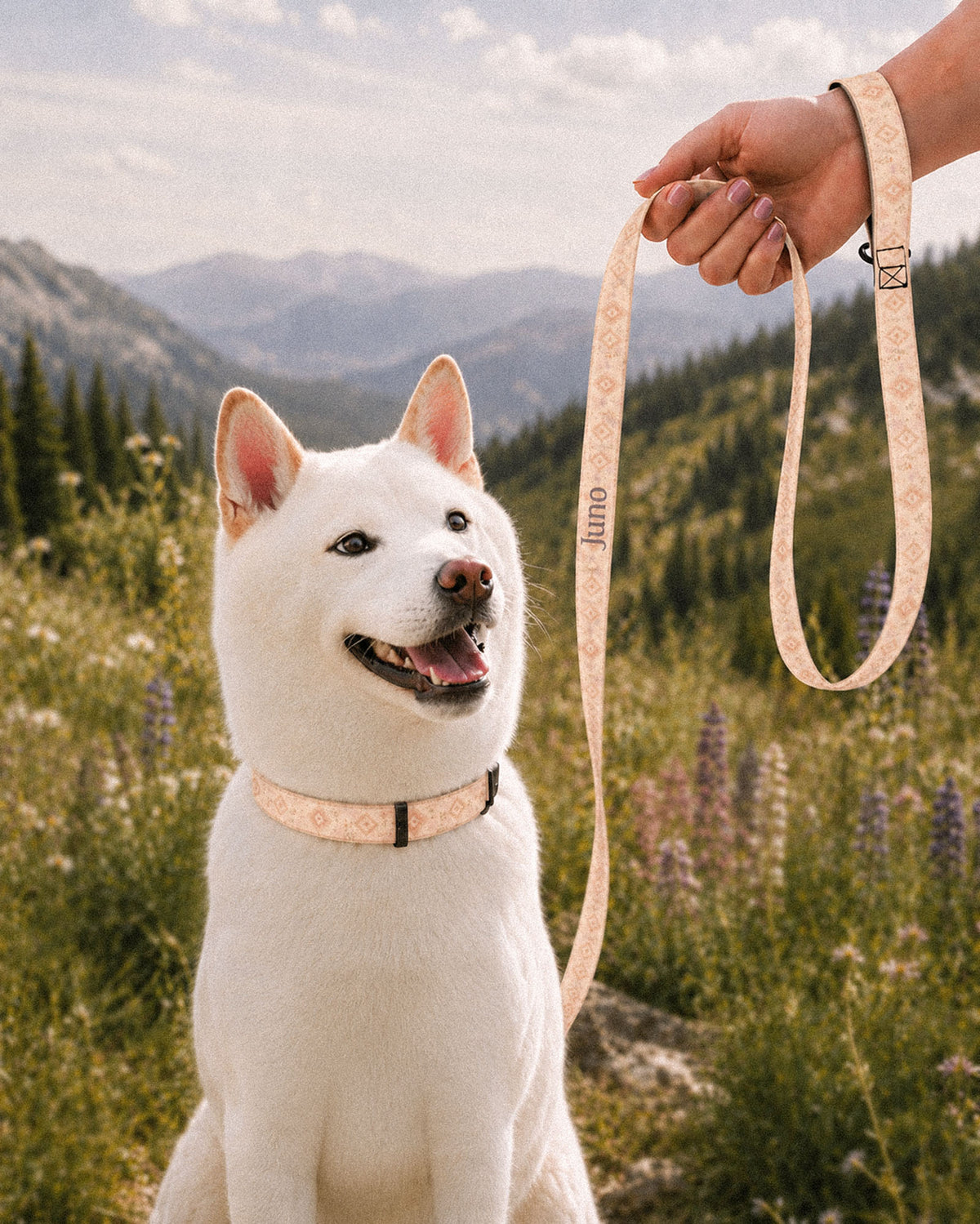 A white Shiba Inu sits in a mountain meadow of lupines wearing a matching collar while a hand holds the looped leash beside it. The strap is an apricot and peach wash set with cream diamond medallions and fine sprigs, with the sample name Juno running down its length.