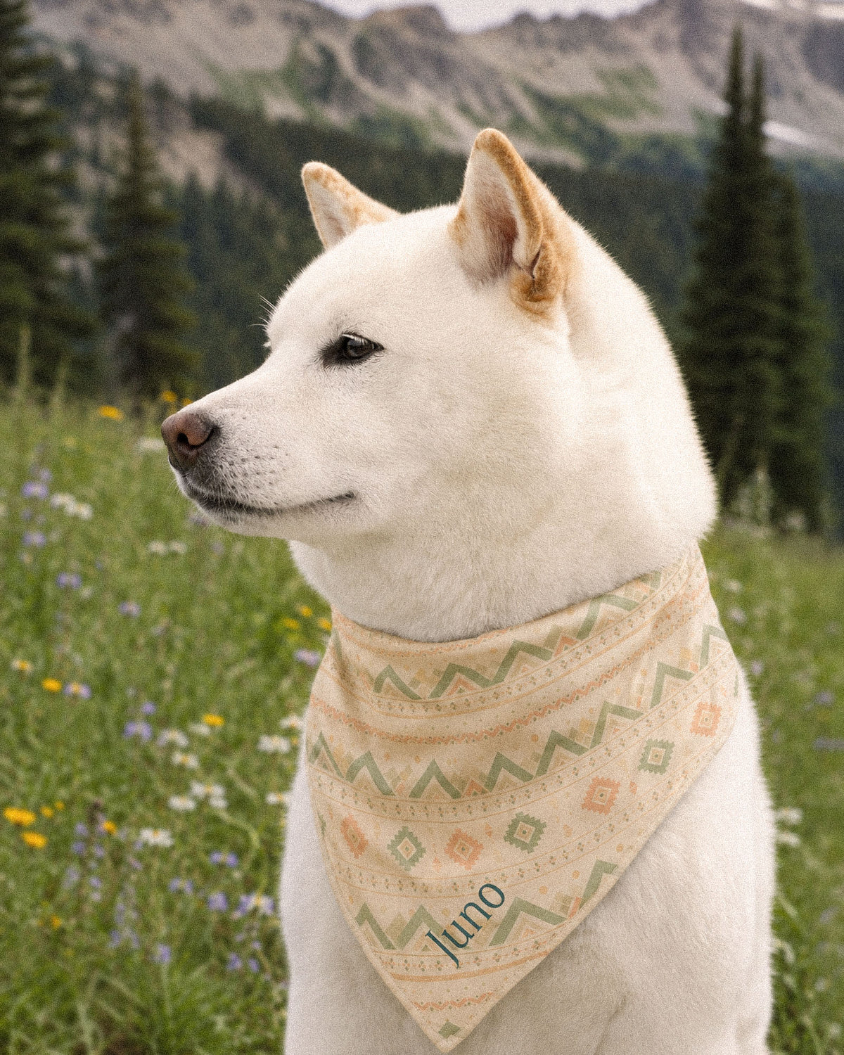 A white Shiba Inu wears the bandana knotted at the neck, in profile in a wildflower meadow, conifers and mountains behind. The bandana is cream, banded with sage and apricot chevrons and diamond geometric motifs, with the sample name Juno printed near the lower point.