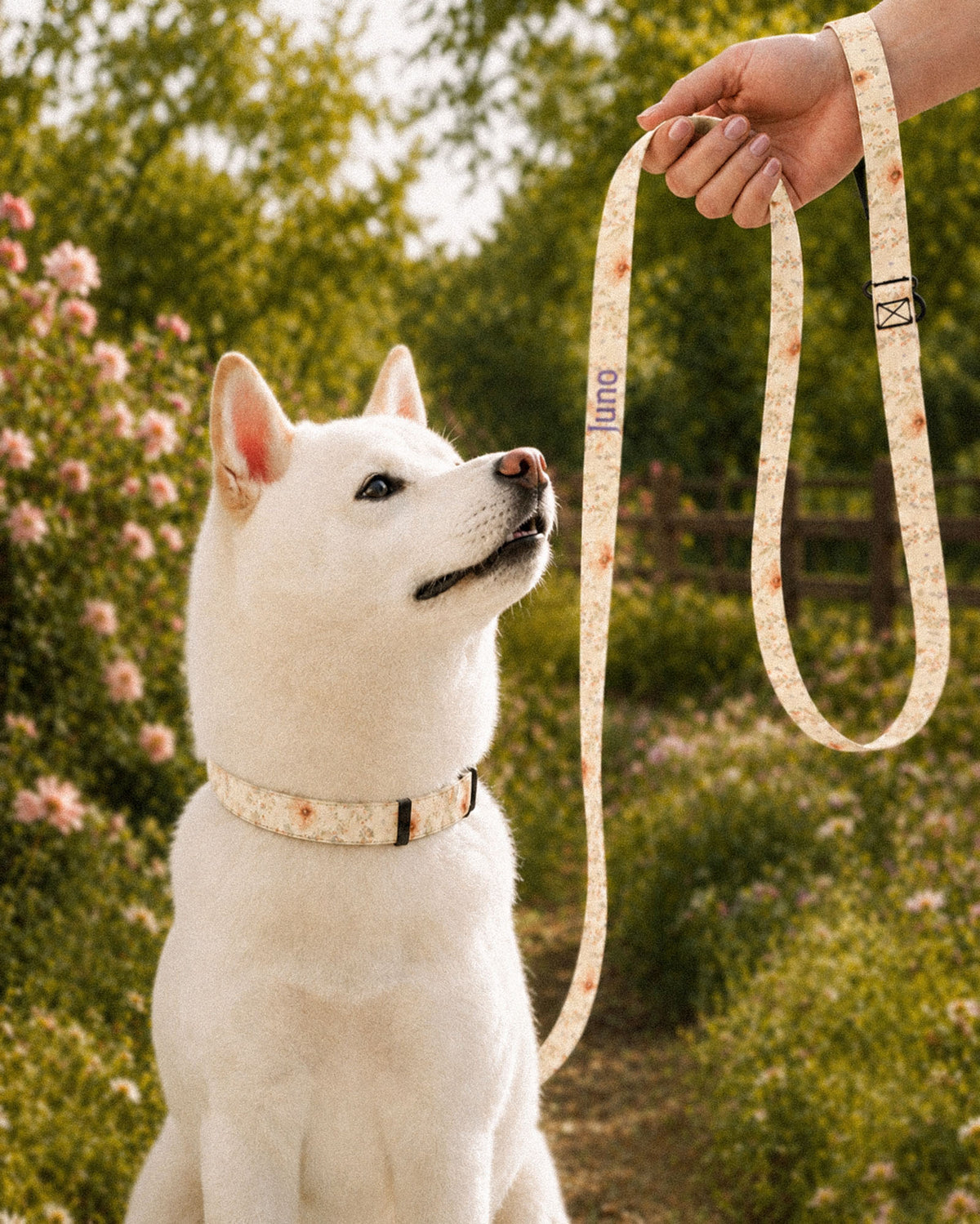 A white Shiba Inu sits on a path beside blossom bushes and a fence wearing a matching collar while a hand holds the looped leash beside it. The strap is soft butter-cream, printed with small apricot and coral blooms among fine sage stems, with the sample name Juno running down its length.