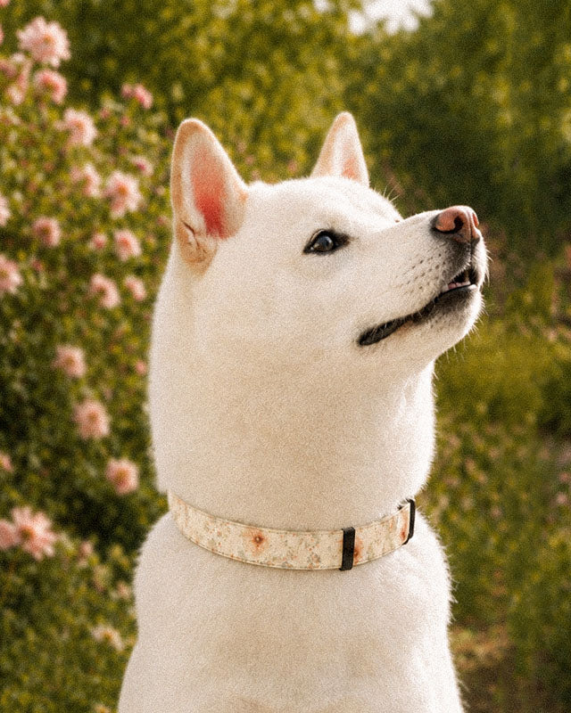 A white Shiba Inu wears the collar, photographed head and shoulders looking up beside blossom bushes on a sunlit slope. The strap is soft butter-cream, printed with small apricot and coral blooms among fine sage stems, fastened with a slim black buckle at the throat.