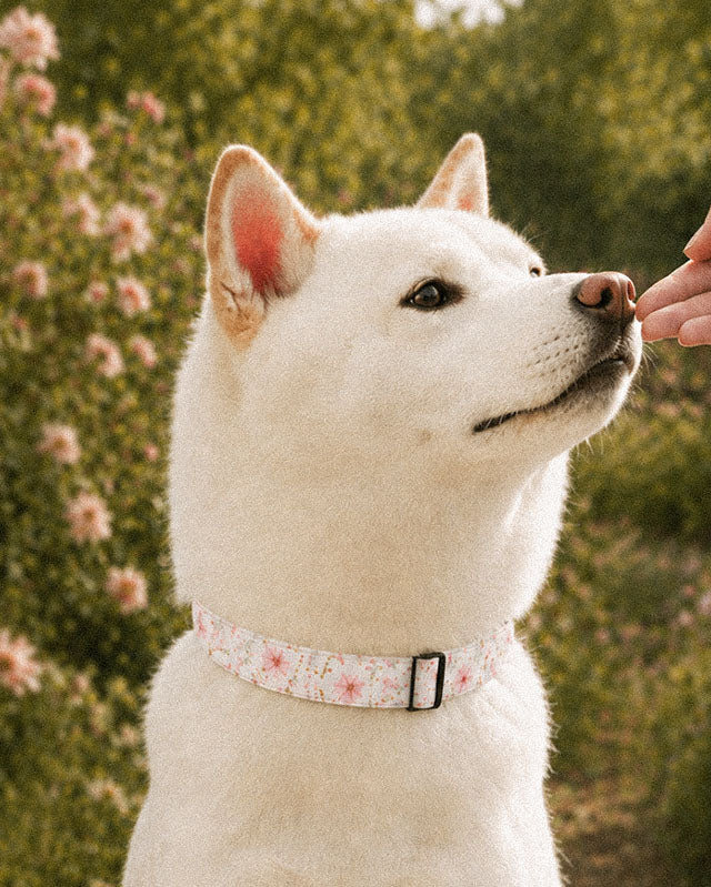 A white Shiba Inu wears the collar, photographed head and shoulders taking a treat from a hand, blossom bushes behind. The strap is white, densely printed with pink, lilac and periwinkle wildflowers, fastened with a slim black buckle at the throat.