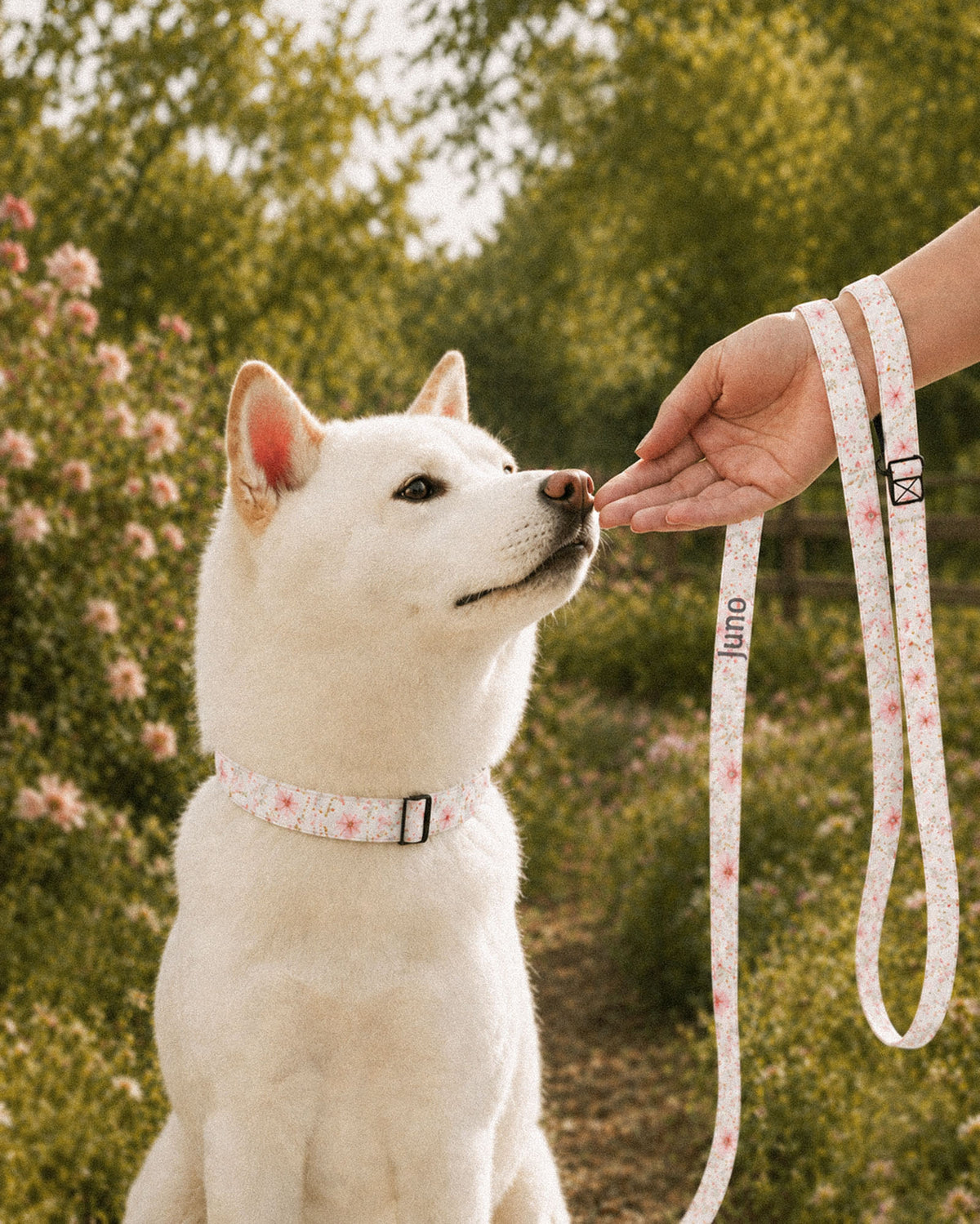 A white Shiba Inu sits on a path beside blossom bushes and a fence wearing a matching collar while a hand holds the looped leash beside it. The strap is white, densely printed with pink, lilac and periwinkle wildflowers, with the sample name Juno running down its length.