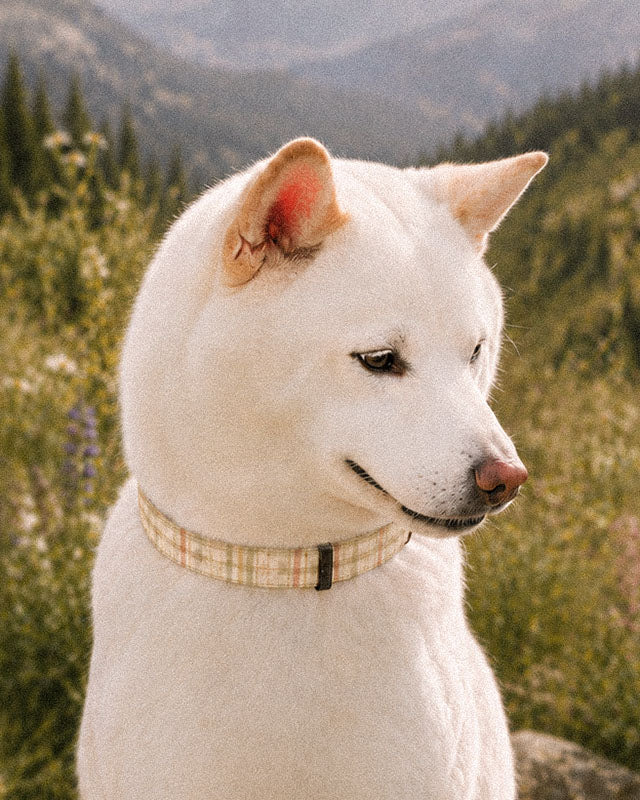 A white Shiba Inu wears the collar, photographed head and shoulders on a forested mountain slope. The strap is a sage, gold and apricot plaid on cream, banded with rows of small motifs, fastened with a slim black buckle at the throat.