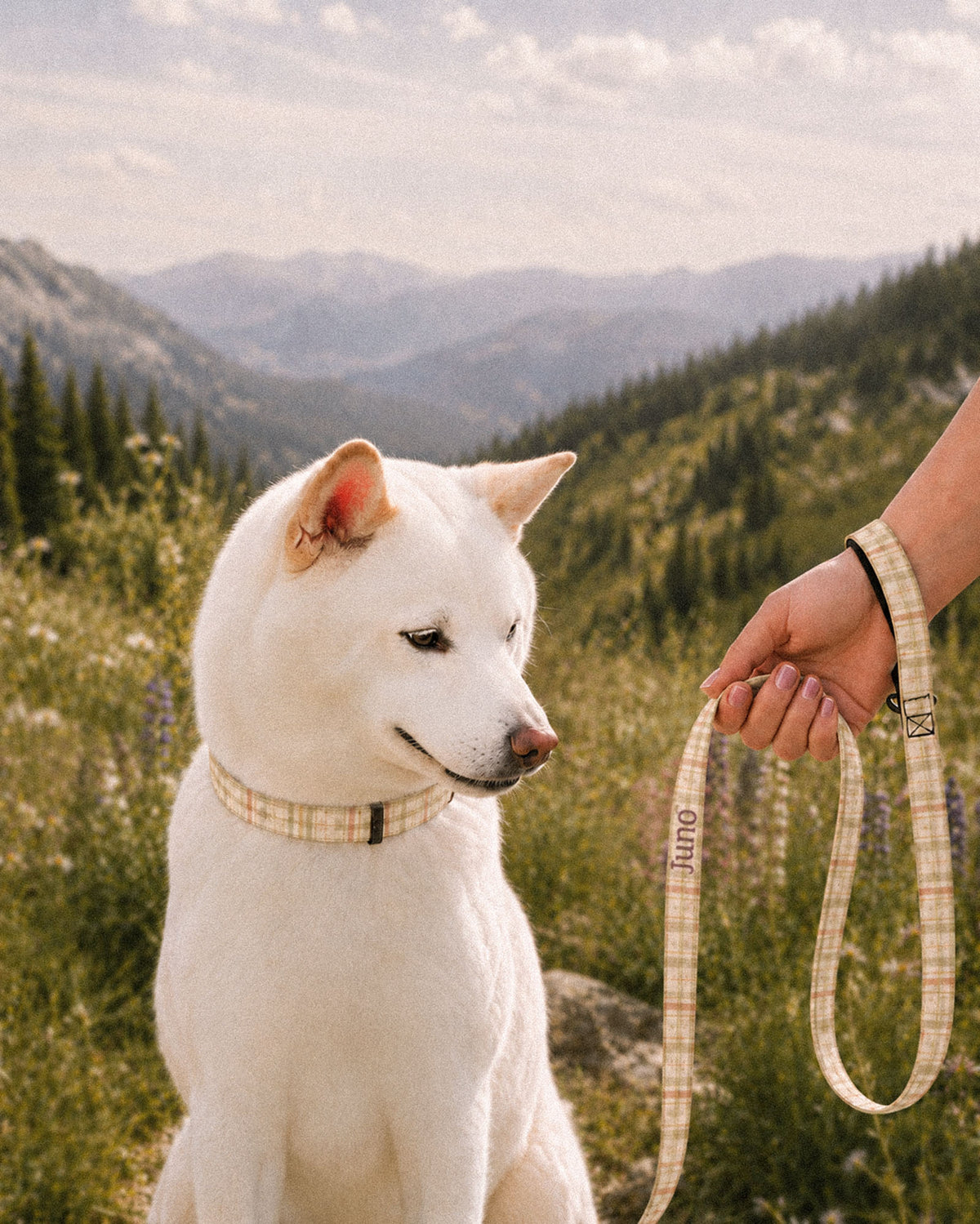 A white Shiba Inu sits in a mountain valley wearing a matching collar while a hand holds the looped leash beside it. The strap is a sage, gold and apricot plaid on cream, banded with rows of small motifs, with the sample name Juno running down its length.
