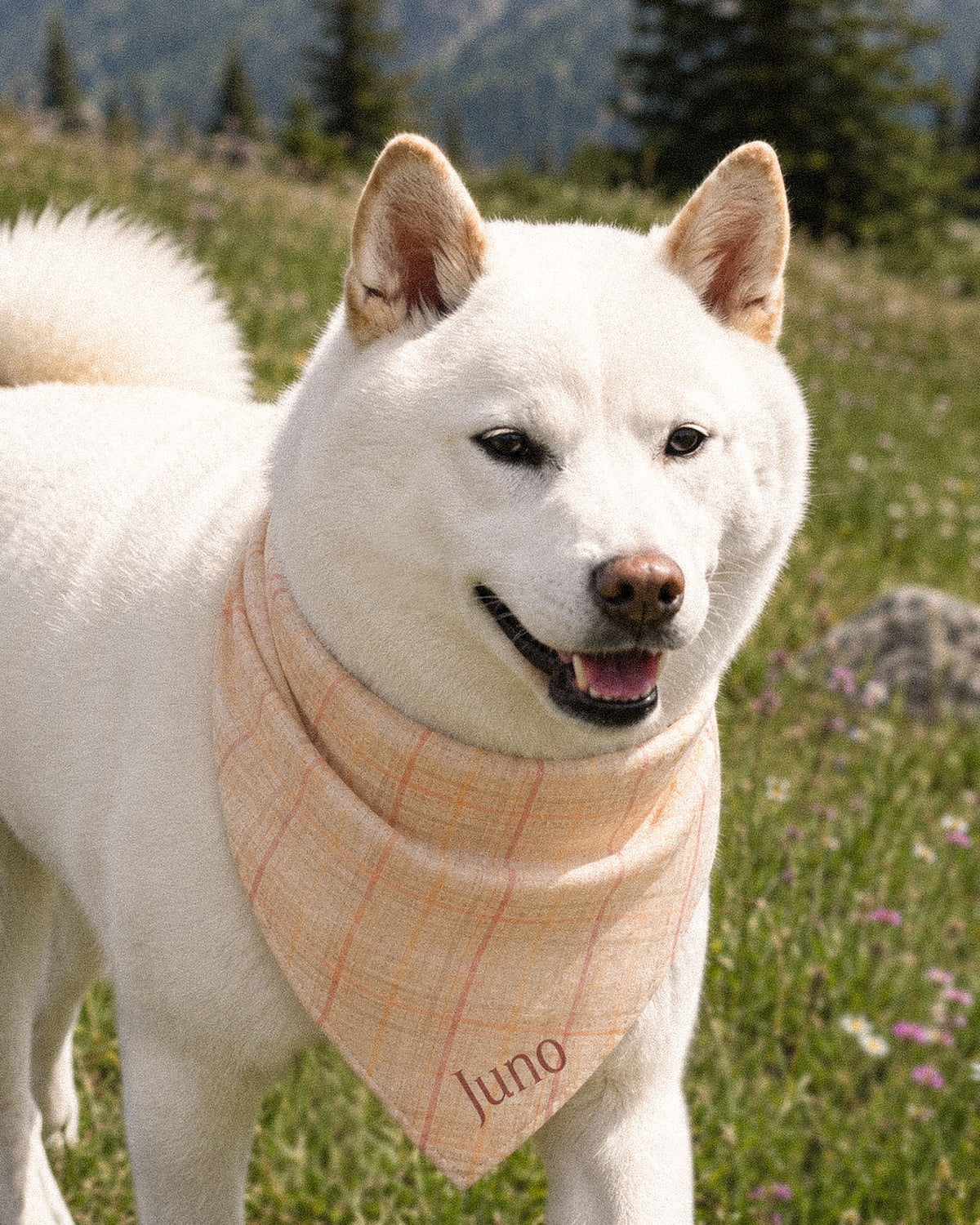 A white Shiba Inu wears the bandana knotted at the neck, standing in an alpine meadow of purple wildflowers, conifers behind. The bandana is a cream plaid crossed by apricot, rose and sage lines, with the sample name Juno printed near the lower point.