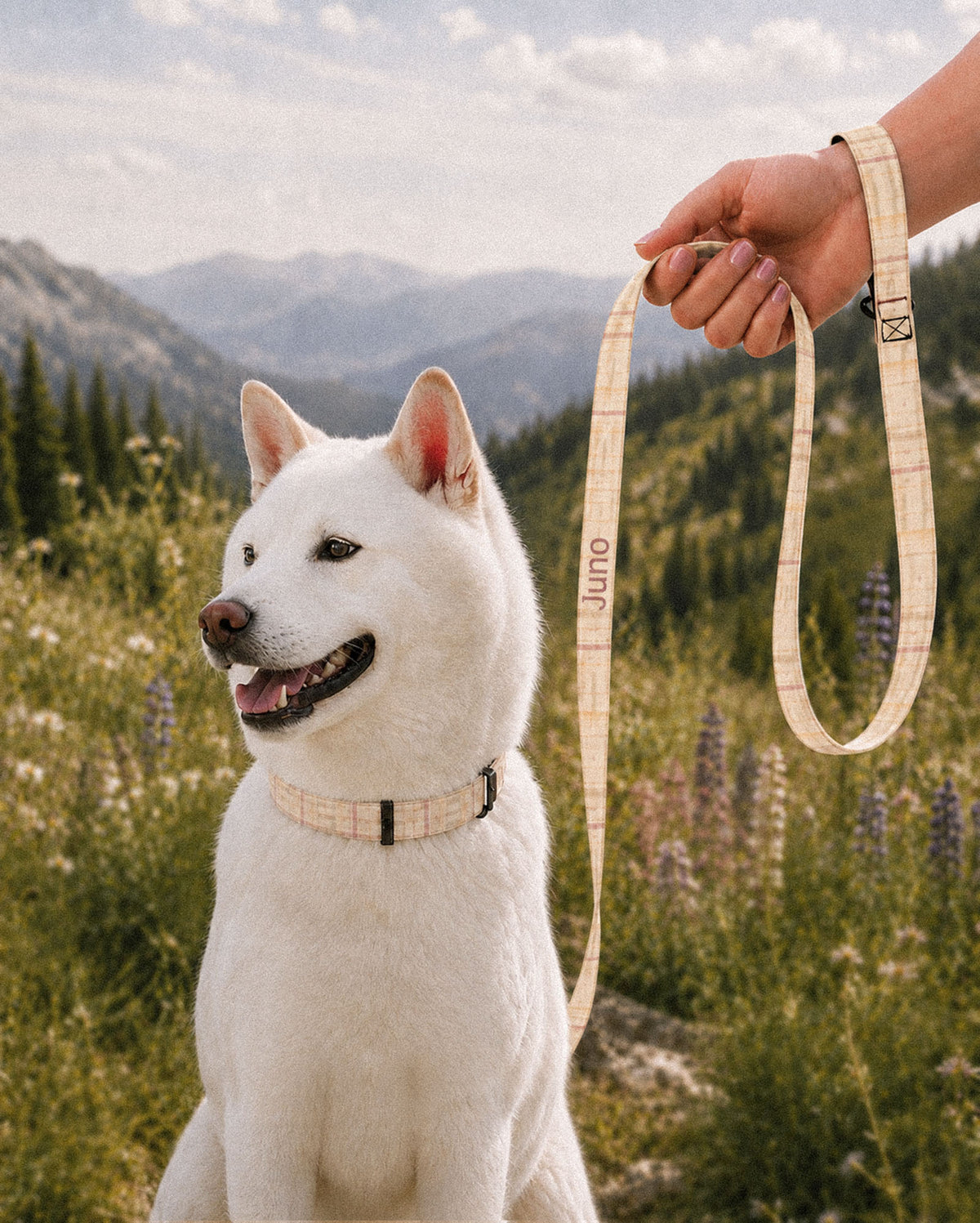 A white Shiba Inu sits in a mountain meadow of lupines wearing a matching collar while a hand holds the looped leash beside it. The strap is a cream plaid crossed by apricot, rose and sage lines, with the sample name Juno running down its length.